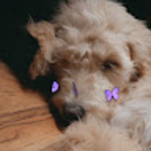 Meet your Posher, Eva